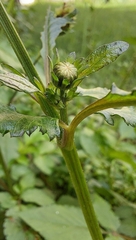 Bidens pilosa
