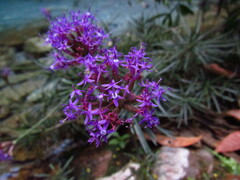 Chresta angustifolia