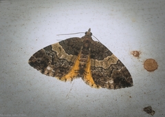 Chrysolarentia phaedra