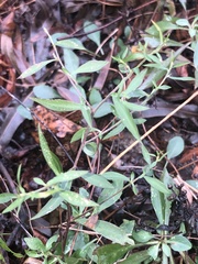Symphyotrichum ontarionis