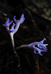 Ramariopsis pulchella