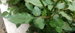 Bidens pilosa