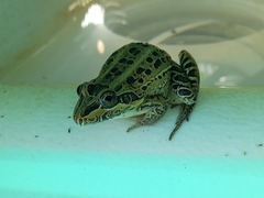 Leptodactylus luctator