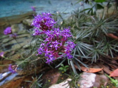 Chresta angustifolia