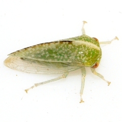 Atymna helena
