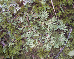 Pseudocyphellaria homoeophylla