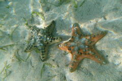 Protoreaster nodosus