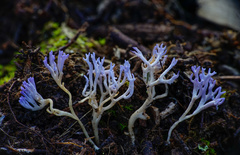 Ramariopsis pulchella