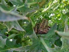 Leptodactylus luctator