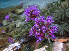 Chresta angustifolia