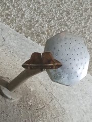 Hemeroblemma opigena