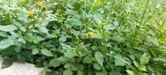 Bidens pilosa
