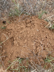 Geomys bursarius