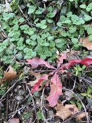 Quercus