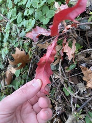 Quercus