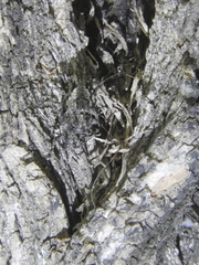 Aegomorphus jaspideus