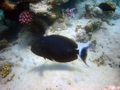 Acanthurus gahhm