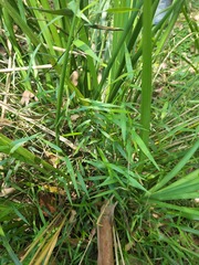 Ottochloa gracillima