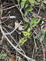 Magnoliopsida