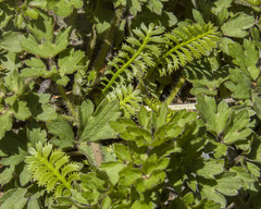 Leptinella squalida