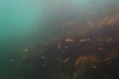 Notolabrus celidotus