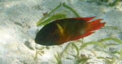 Labracinus cyclophthalmus