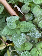 Neoerysiphe galeopsidis