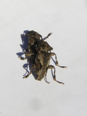 Aegomorphus jaspideus