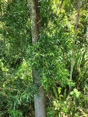 Asparagus falcatus