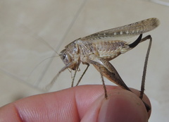 Platycleis albopunctata transiens