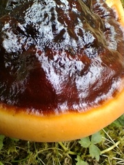 Ganoderma lucidum