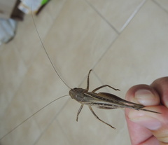 Platycleis albopunctata transiens