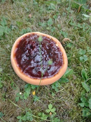 Ganoderma lucidum