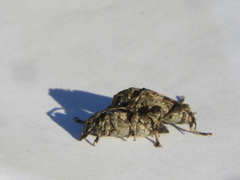 Aegomorphus jaspideus