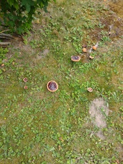 Ganoderma lucidum