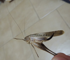 Platycleis albopunctata transiens