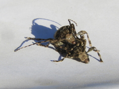 Aegomorphus jaspideus