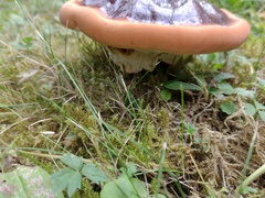 Ganoderma lucidum