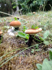 Ganoderma lucidum