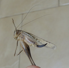 Platycleis albopunctata transiens