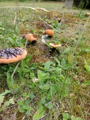Ganoderma lucidum