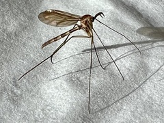 Keroplatidae