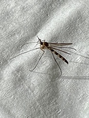 Keroplatidae