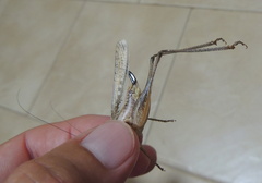 Platycleis albopunctata transiens