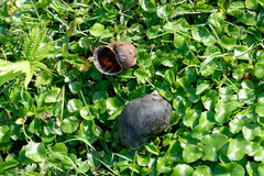 Pomacea canaliculata