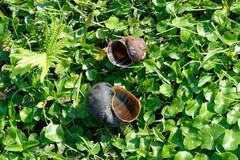 Pomacea canaliculata