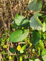 Rubus