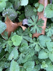 Geranium carolinianum