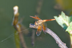 Brachythemis contaminata