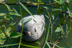 Pomacea canaliculata